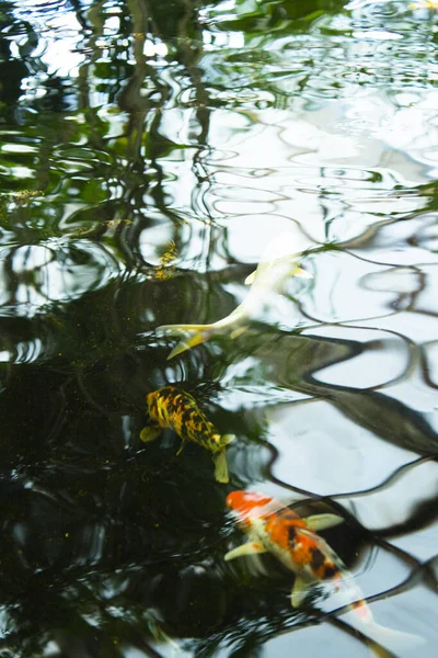 Прісноводний Ставок Золотою Рибою Немає Людей — стокове фото