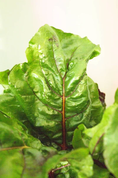 Barba Vermelha Fresca Sem Cozinhar Alimentos Saudáveis Para Vegetarianos Veganos — Fotografia de Stock