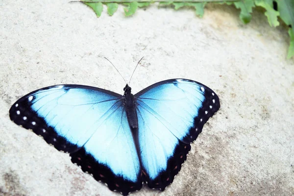 Morpho Peleides Mariposa Sobre Una Roca Con Alas Abiertas Hay — Foto de Stock