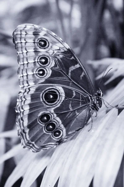 Blauwe Morfovlinder Met Gesloten Vleugels Geen Mensen — Stockfoto