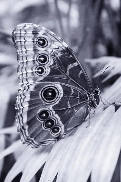 Borboleta Azul Morpho Com Asas Fechadas Não Pessoas — Fotografia de Stock