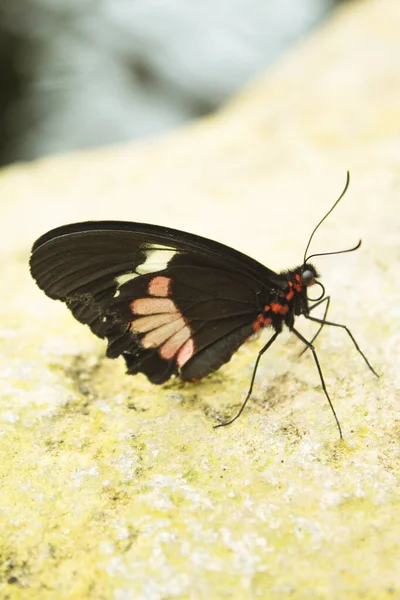 Μαύρη Πεταλούδα Κόκκινες Κηλίδες Όχι Άνθρωποι — Φωτογραφία Αρχείου