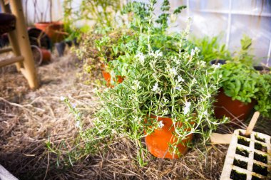 Ekolojik aromatik bitkiler. Biberiye, fesleğen ve soğan. Kimse yok.