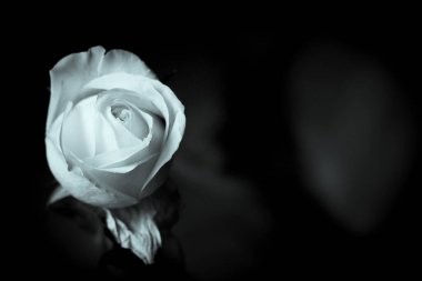 Koyu arkaplanda sarı gül tomurcuğu. Üzücü sahne