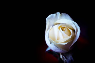 Koyu arkaplanda sarı gül tomurcuğu. Üzücü sahne