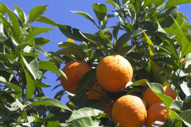 Çok yeşil yapraklı, güneşte portakal ağacı. Kimse yok.