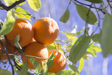 Çok yeşil yapraklı, güneşte portakal ağacı. Kimse yok.