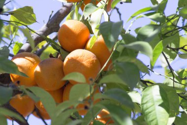 Çok yeşil yapraklı, güneşte portakal ağacı. Kimse yok.