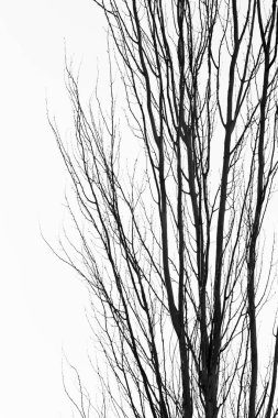 Mavi gökyüzü arka planında ağaç dalları. Kimse yok.