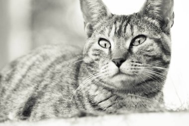 Çimenlerde yatan tekir kedi. Gözlerini kıs. Kimse yok.