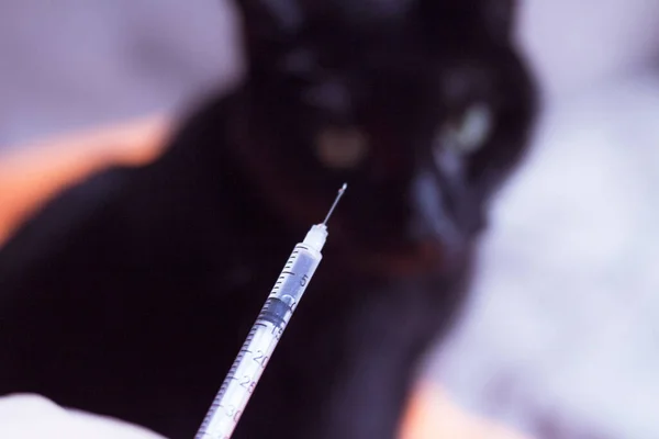 Injectiespuit Met Insuline Zwarte Kattenachtergrond Geen Mensen — Stockfoto