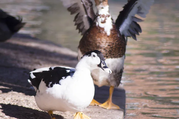 Duck Living Artificial City Pond People — Stock Photo, Image