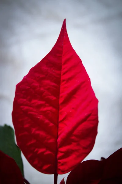 Poinsettia Rojo Hay Gente Copiar Espacio — Foto de Stock