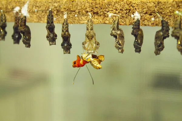 Geboorte Van Een Metamorfose Vlinder Geen Mensen — Stockfoto