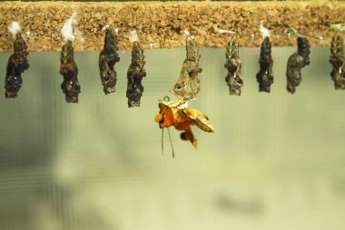 Bir başkalaşım kelebeğinin doğuşu. Kimse yok.