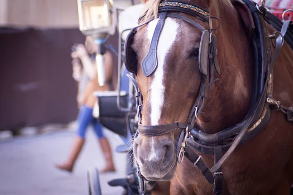 Caballo Marrón Blanco Para Transportar Turistas Hay Gente — Foto de Stock