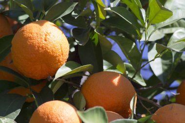 Çok yeşil yapraklı, güneşte portakal ağacı. Kimse yok.