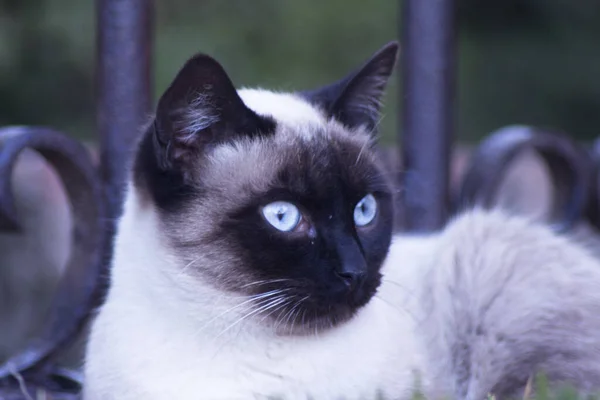 Gato Siamés Con Ojos Azules Tendido Calle Hay Gente —  Fotos de Stock