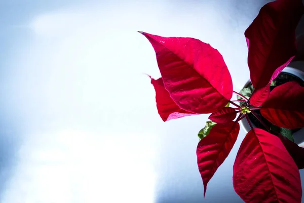 Weihnachtsstern Rot Kein Volk Kopierraum — Stockfoto