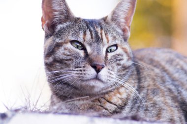 Çimenlerde yatan tekir kedi. Gözlerini kıs. Kimse yok.