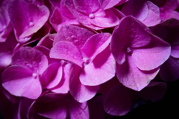 Hortênsia Planta Plena Floração Cor Rosa Lilás — Fotografia de Stock