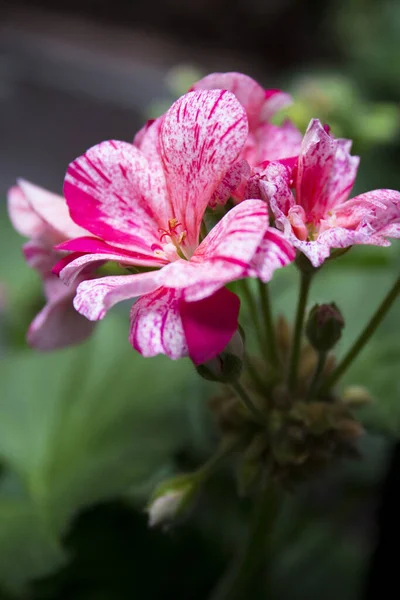 Fiore Geranio Nei Colori Bianco Rosa Nessuna Gente — Foto Stock