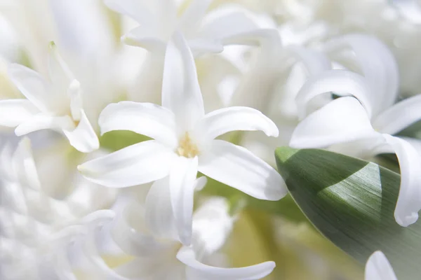 White Hyacinth Full Spring Bloom People Stock Image