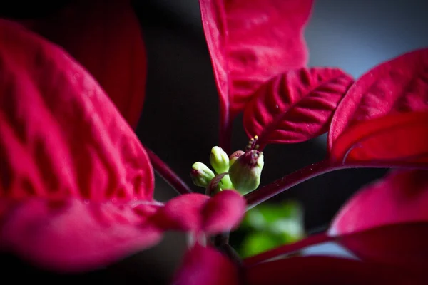 Poinsettia Red People Copy Space Stock Picture