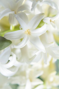 Baharın açtığı beyaz sümbül. Kimse yok.