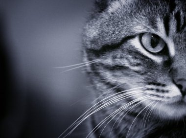 siyah beyaz kedi portresi