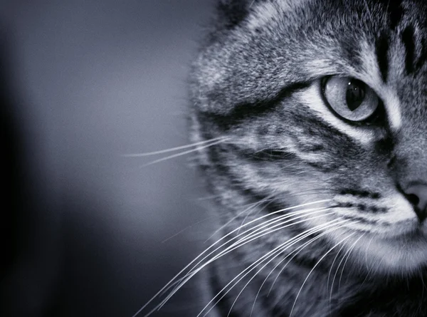Portret kota w czerni i bieli — Zdjęcie stockowe