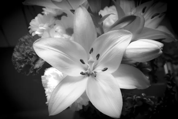 Witte lily bloem — Stockfoto