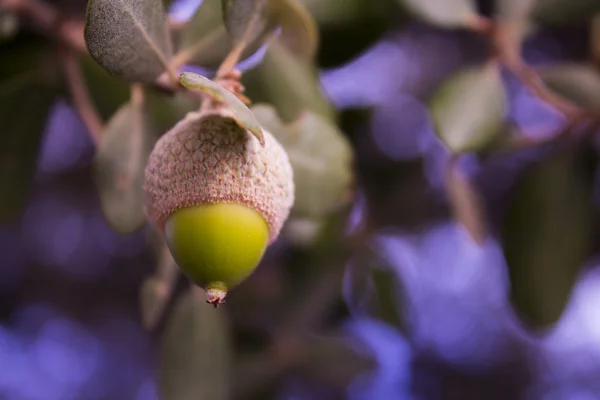 Ghianda verde — Foto Stock