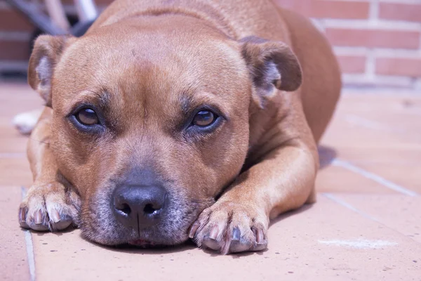 Портрет собаки английской породы Staffordshire Bull Terrier — стоковое фото