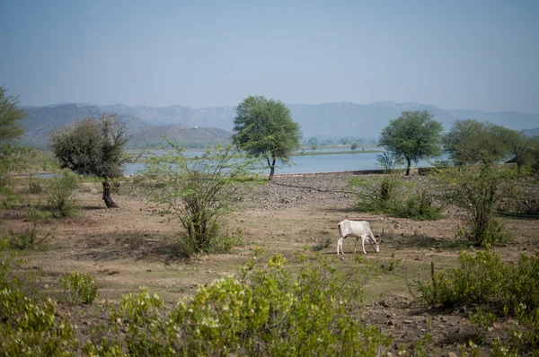 Otları yiyen bir inek
