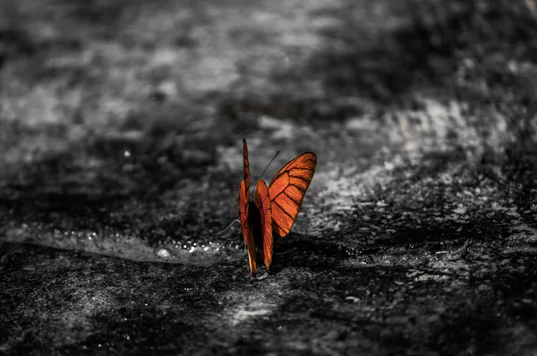 Mariposa naranja o albatros —  Fotos de Stock