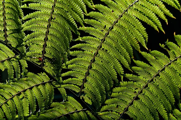 Hojas de helecho silvestre — Foto de Stock