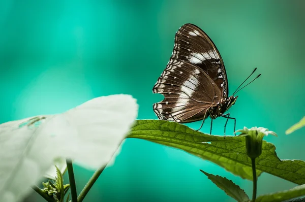 Papillon sur fond turquoise — Photo