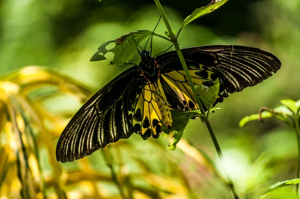 büyük sarı kelebek