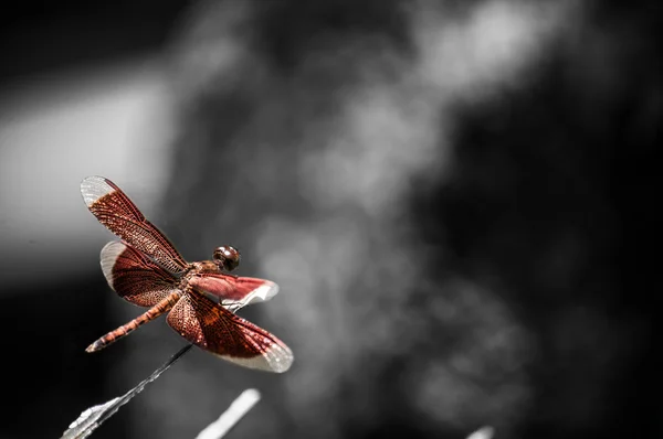 Cor seletiva de uma libélula vermelha — Fotografia de Stock