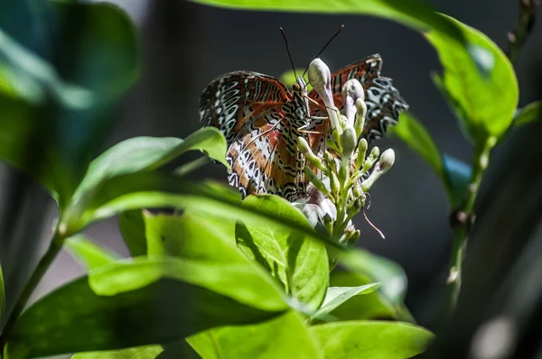 Mariposa se alimenta de flores . — Foto de Stock