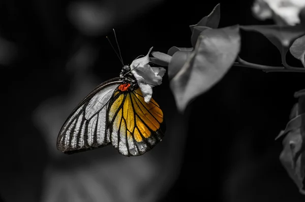 Um tiro de coloração seletiva de uma borboleta — Fotografia de Stock