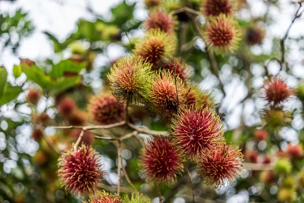 Olgun rambutan ağacıyla Rambutan.