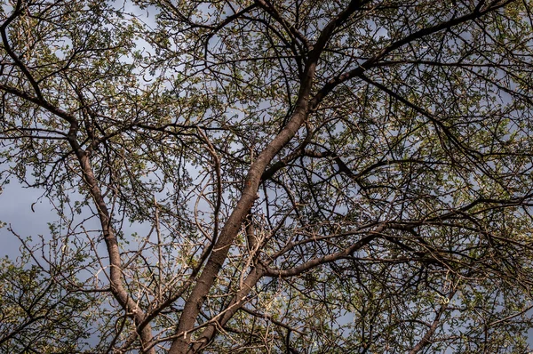 Bir ağaç düşük açılı