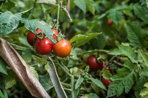 Evde yetiştirilen domates