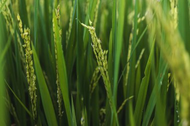 pirinç yakın çekim