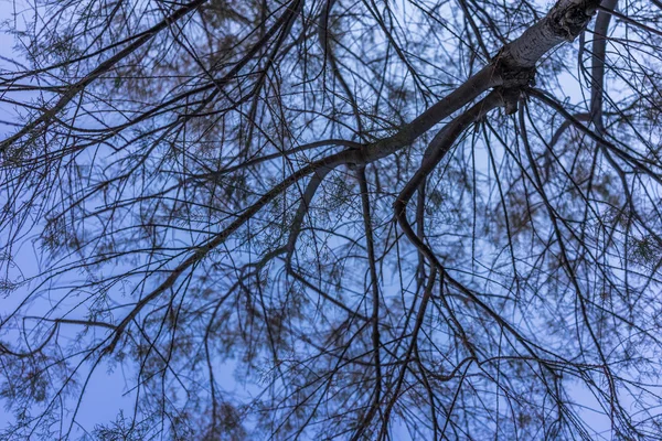 Träd på blåsig dag — Stockfoto