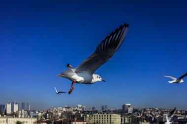 Bir kuş kadar özgür...