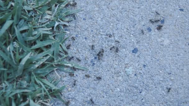 Tiny Black Ants Running Aimlessly Pavement Next Some Grass Managed — Stock Video