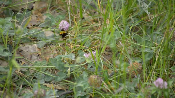 Fluffy Insect Een Hommel Zittend Een Paarse Bloem Close Beelden — Stockvideo